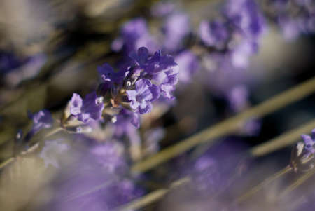 Lavenderの写真素材