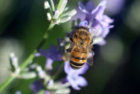 A bee on a lavender flowerの写真素材