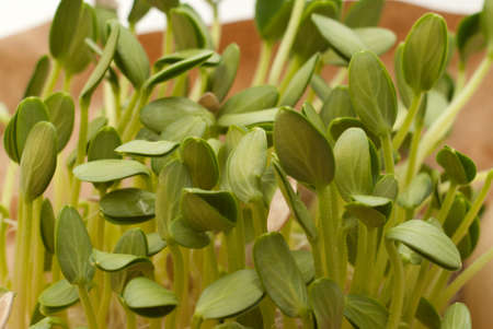 Seedlings of the cucumber close-upの写真素材