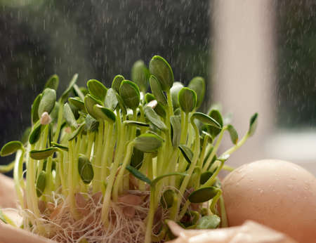 Seedlings of the cucumber irrigated with dewの写真素材