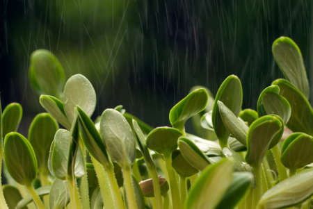 Seedlings of the cucumber irrigated with dewの写真素材