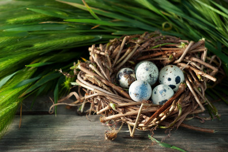 Quail eggs in a nest on the wooden table