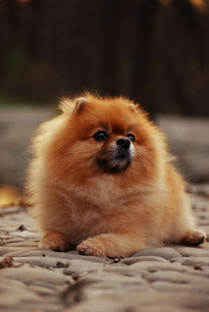 Pomeranian lies dog on a stone floorの写真素材