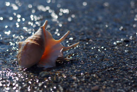 seashell of lambis truncata on the shingle beach under bright sunlight with lots of sparkling bokehの写真素材