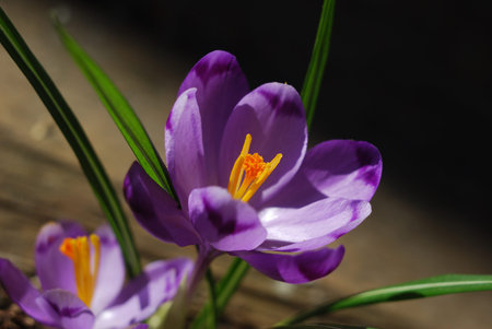 crocus flower
