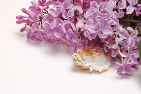 Lilac flower bunch and seashell isolated on white backgroundの写真素材