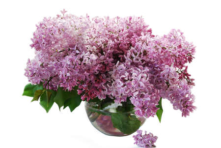 Beautiful bouquet of a gentle spring lilac flowers isolated on a pink backgroundの写真素材