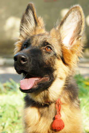 German shepherd junior puppy sitting in a green grass in the yardの写真素材