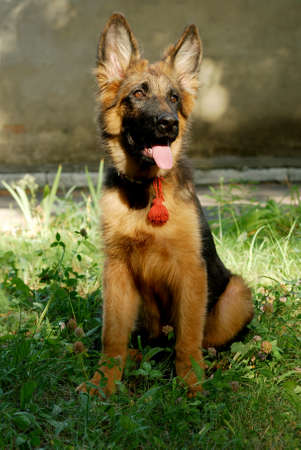 German shepherd junior puppy sitting in a green grass in the yardの写真素材