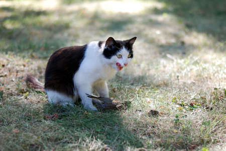 Black and white cat hunted a bird on a green fieldの写真素材