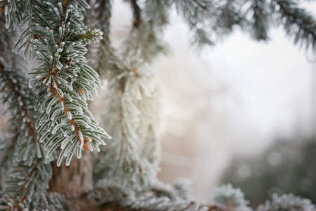 Christmas, winter background with frosty pine tree. Macro shotの写真素材