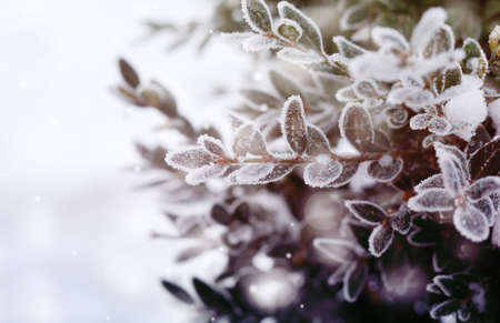 Beautiful winter Christmas, winter background with frosty boxtree.の写真素材