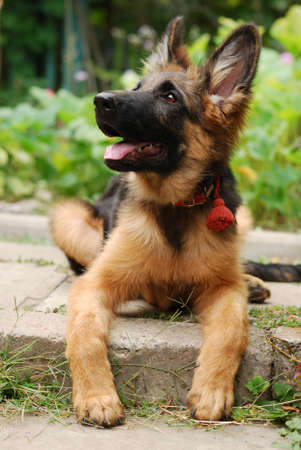 German shepherd junior puppy sitting in a green grass in the yardの写真素材
