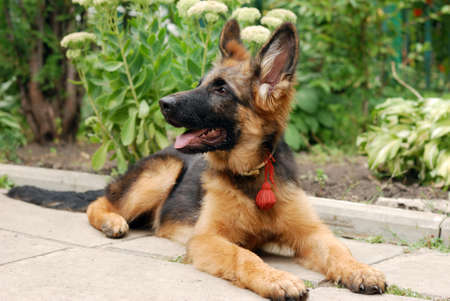 German shepherd junior puppy sitting in a green grass in the yardの写真素材