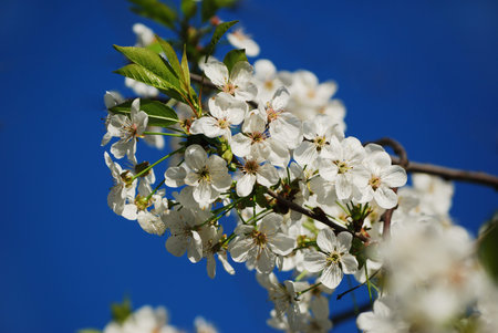 blooming cherry branch in front of clear blue sky