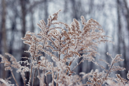 frozen  plant in front of forest. winter seasonal backgroundの写真素材