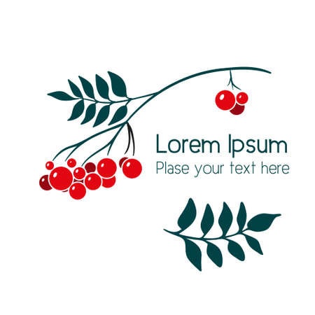 Rowan branch with berries. Simple vector illustrationのイラスト素材
