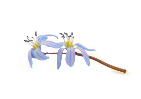 Blue snowdrops isolated on white background. Spring floral backgroundの写真素材