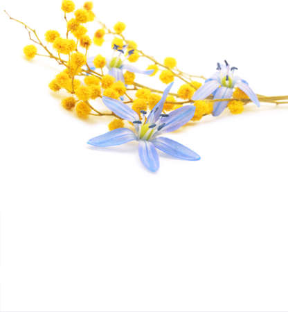 snowdrops and mimosa isolated on a white background. Spring floral backgroundの写真素材