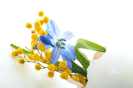 first spring flowers, blue snowdrops and mimosa in eggshell isolated on white background. Easter holiday backgroundの写真素材