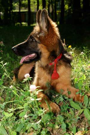 German shepherd dog Junior puppy Seven months old lying in the  forestの写真素材