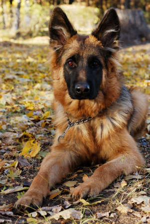 German shepherd dog Junior puppy Seven months old lying in the  forestの写真素材