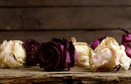 Vintage background  with dark red and white dried roses on a old wooden surface. copy-space