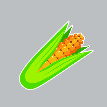 Flat Sweet Corn Icon on a Gray Background.のイラスト素材