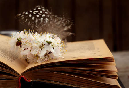 Vintage romantic background with old book, apricot flower, and little black and white feather.の写真素材