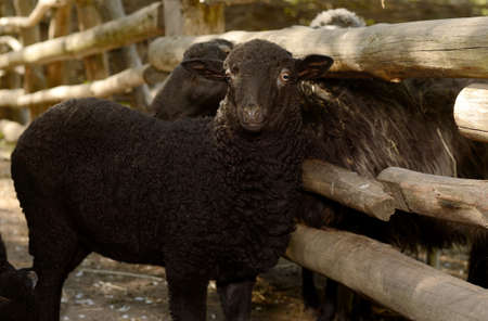 Cute little black lamb. Farm animal in the paddockの写真素材