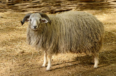 Big horned ram in the paddock. Sheep farm animalの写真素材