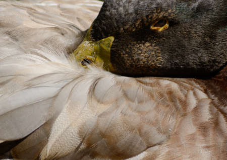 Close up portrait of duck hiding its nose under wings.の写真素材
