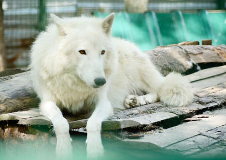 Wild Arctic wolf. Canis lupus tundrarum. animal in a zooの写真素材
