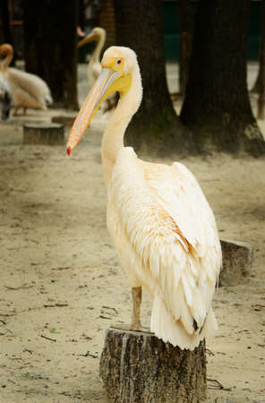 Pelican sitting on a stump. Sea Birdの写真素材