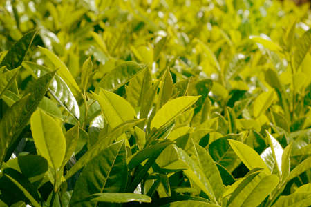 fresh bay leaves on a bush under the bright spring sunの写真素材