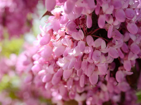 Close-up flowers of Cercis siliquastrum. Spring flowers backgroundの写真素材