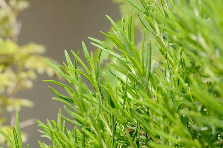 close-up photo of Rosemary bush under sunlight