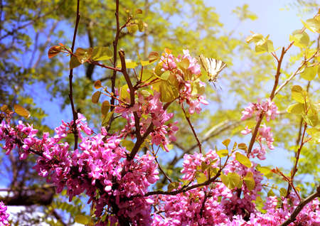 Close-up flowers of Cercis siliquastrum with papilio machaon at Crimeas parksの写真素材
