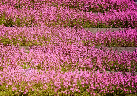 beautiful bright background of phlox subulata flowersの写真素材
