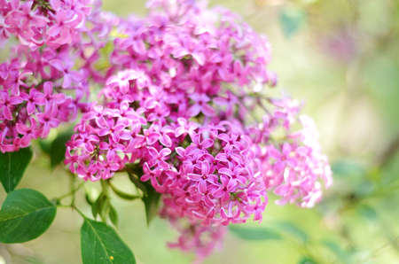 Lilac flower under the blue sky. Spring flowers backgroundの写真素材