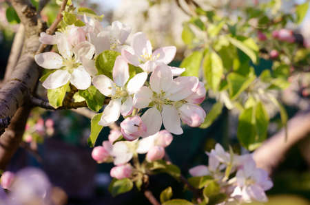 Apple blossoms in the garden under bright sunlight. Spring floral backgroundの写真素材