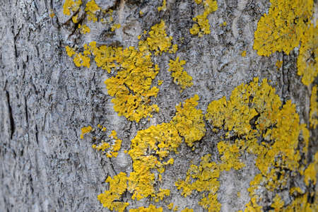 Epiphytic lichens on tree bark. Xanthoria parietina. Wooden texture backgroundの写真素材