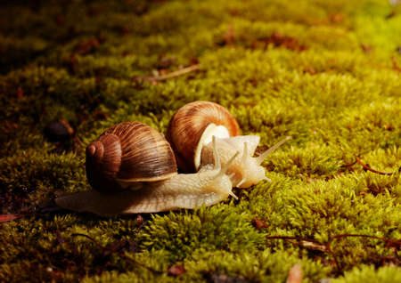 Burgundy snail (Helix pomatia) on the mossの写真素材