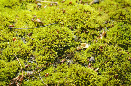 Green moss background. Forest moss on a groundの写真素材