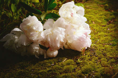 White peony flowers on a moss backgroundの写真素材