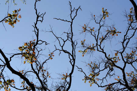 acacia tree branches silhouettes with new spring leaves.の写真素材
