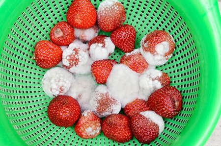 Bright, red strawberries covered by white mold. Spoiled, rotten berriesの写真素材