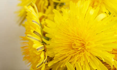 Dandelion close up. Spring flower background. Close up viewの写真素材