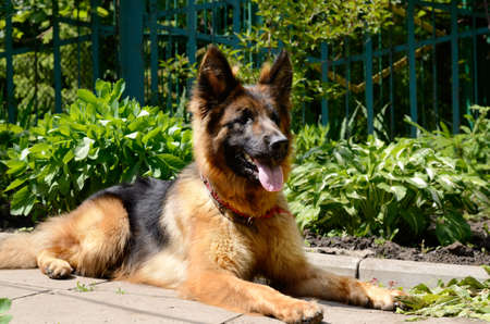 Young Fluffy Dog Breed German Shepherd lying in the garden outdoor. Pet outsideの写真素材