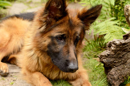 CLose-up portrait of Young Fluffy Dog Breed German Shepherd lying in the garden outdoor. Pet outsideの写真素材